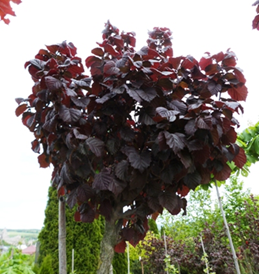                    Corylus avellana Anny's Purple Dream  